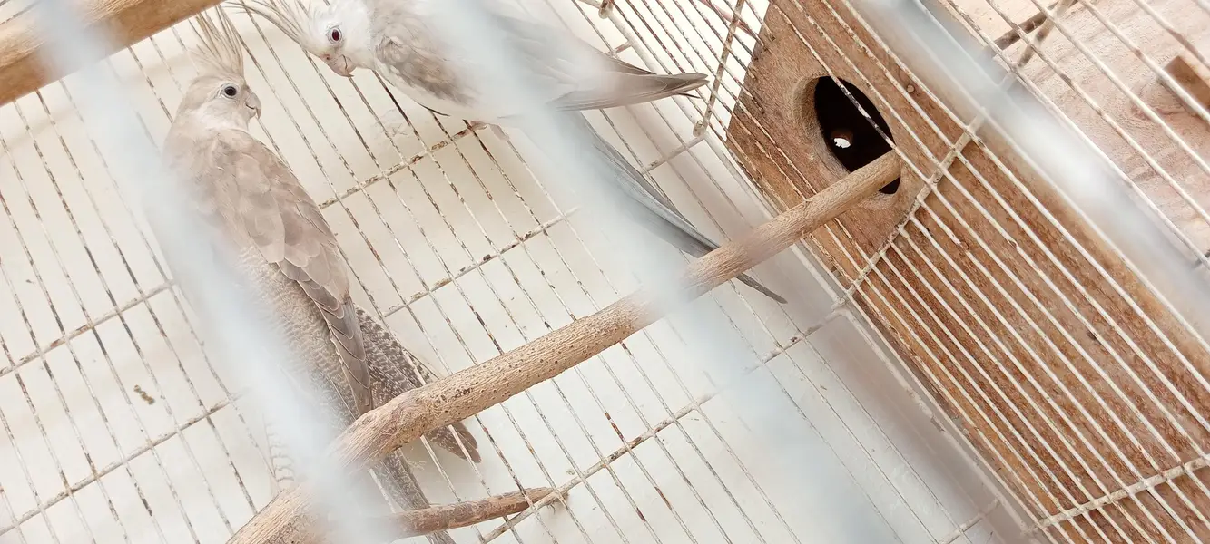 Albino lovebirds and cocktail — photo 7