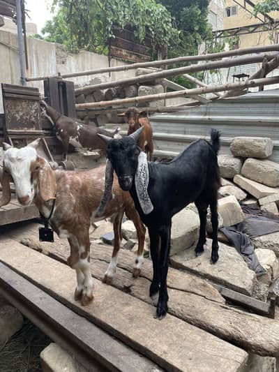 Tapra Bakra Bakri dumba