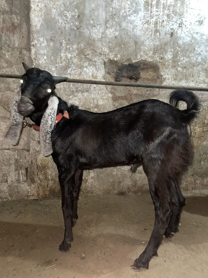 Tapra Bakra Bakri dumba — photo 2