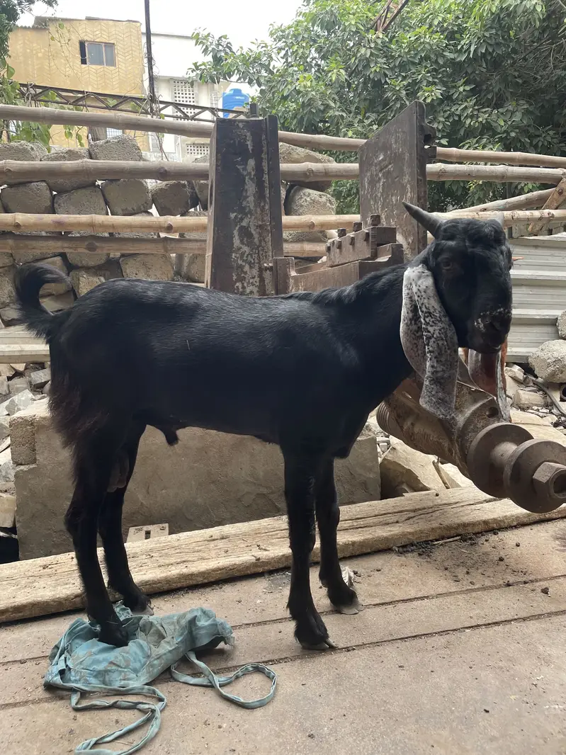 Tapra Bakra Bakri dumba — photo 3