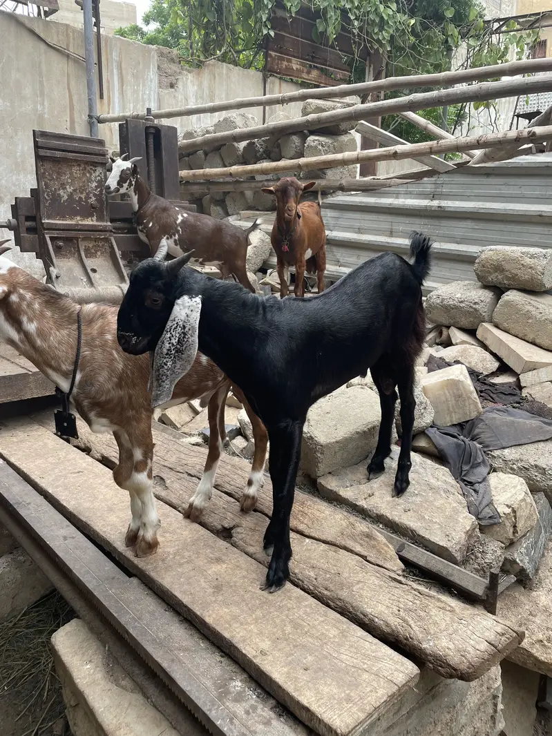 Tapra Bakra Bakri dumba — photo 4