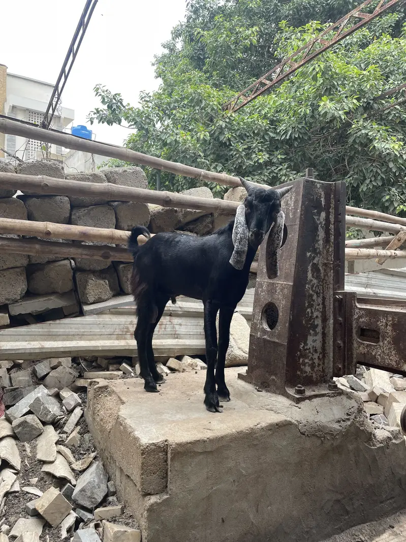 Tapra Bakra Bakri dumba — photo 5
