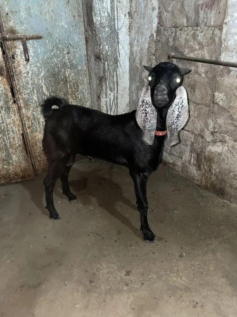 Tapra Bakra Bakri dumba — photo 6