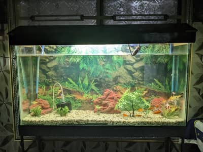 4 FEET AQUARIUM WITH FISHES