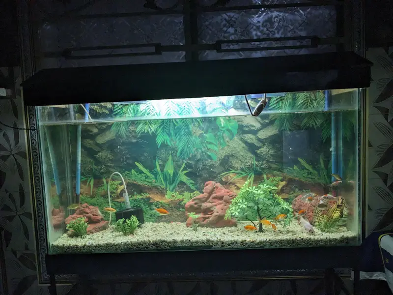 4 FEET AQUARIUM WITH FISHES — photo 2