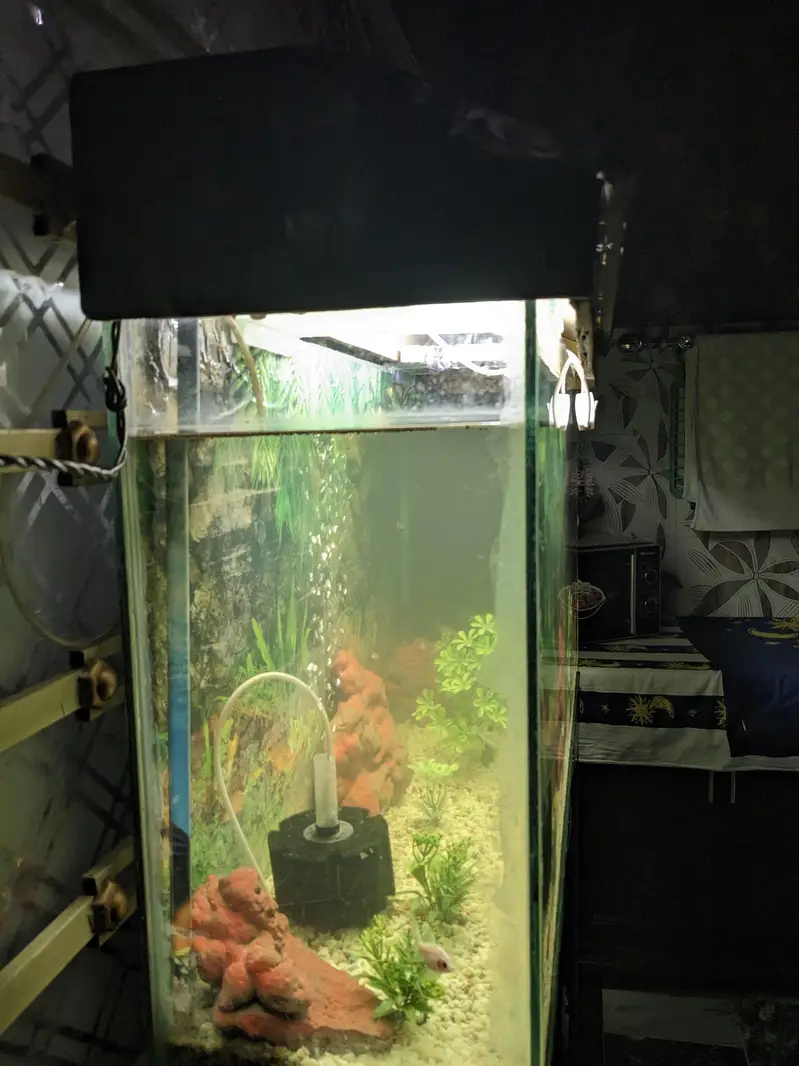 4 FEET AQUARIUM WITH FISHES — photo 3