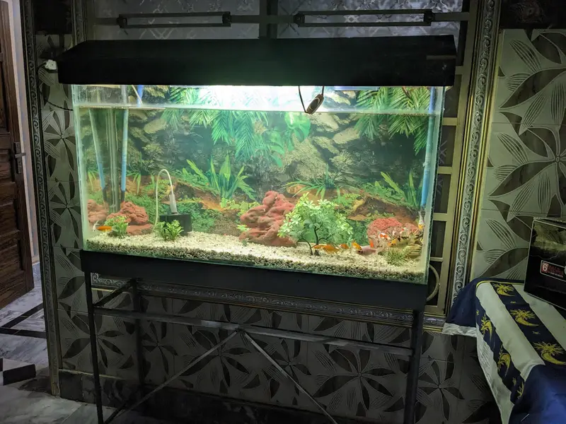 4 FEET AQUARIUM WITH FISHES — photo 4
