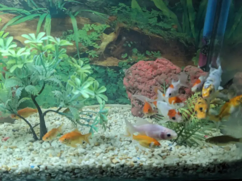 4 FEET AQUARIUM WITH FISHES — photo 5