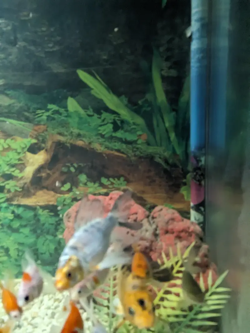 4 FEET AQUARIUM WITH FISHES — photo 6