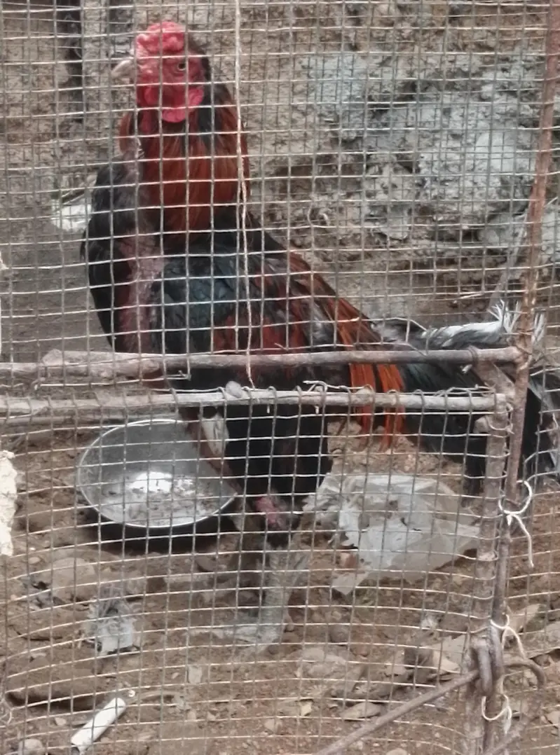 ande Bache wali hai black Madi  2 din  lagatar ande and red murga — photo 4