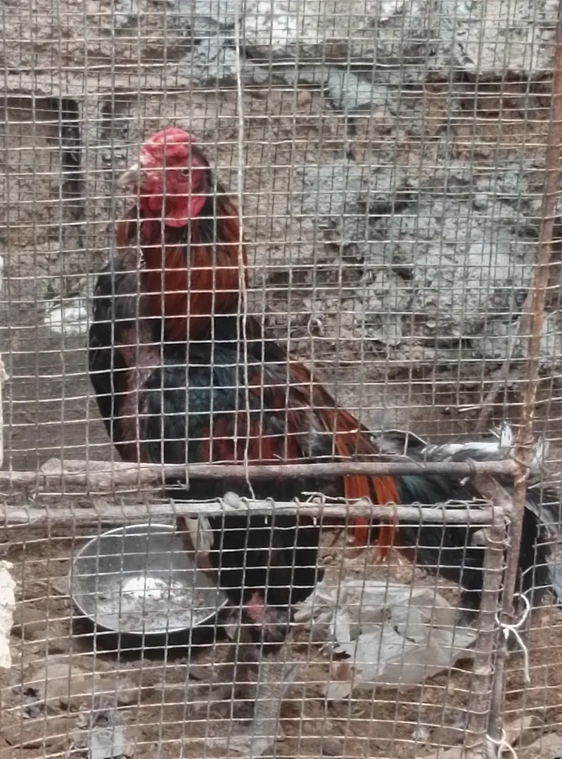 ande Bache wali hai black Madi  2 din  lagatar ande and red murga — photo 5