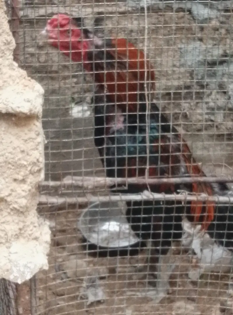 ande Bache wali hai black Madi  2 din  lagatar ande and red murga — photo 6