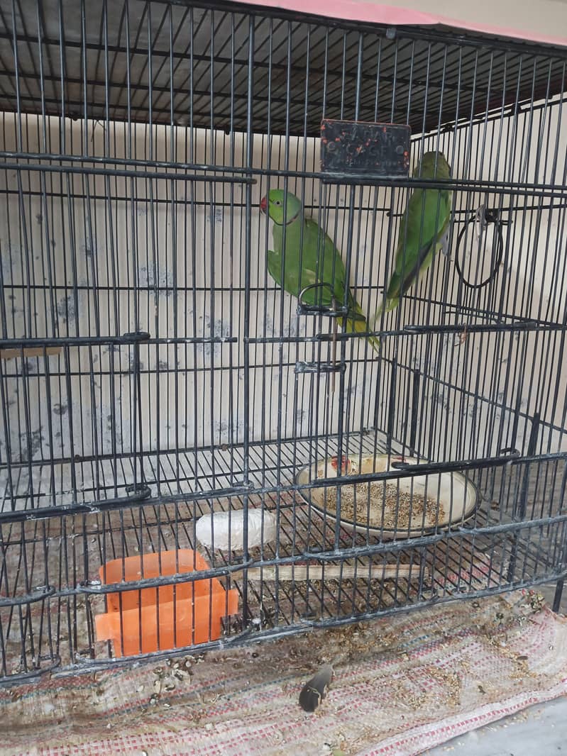 Ringnack pair 0
