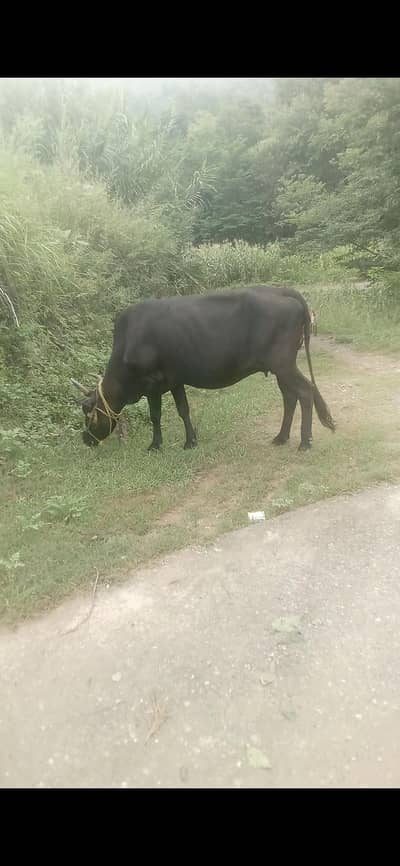 for sale