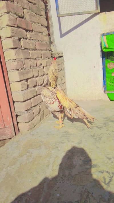 murga