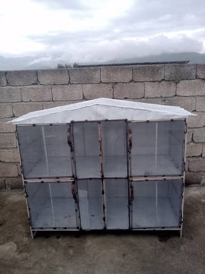 big  hen or parrot  pingra