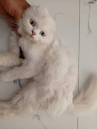Persian cat