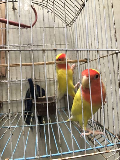 (Lutino Peach-faced Lovebird)