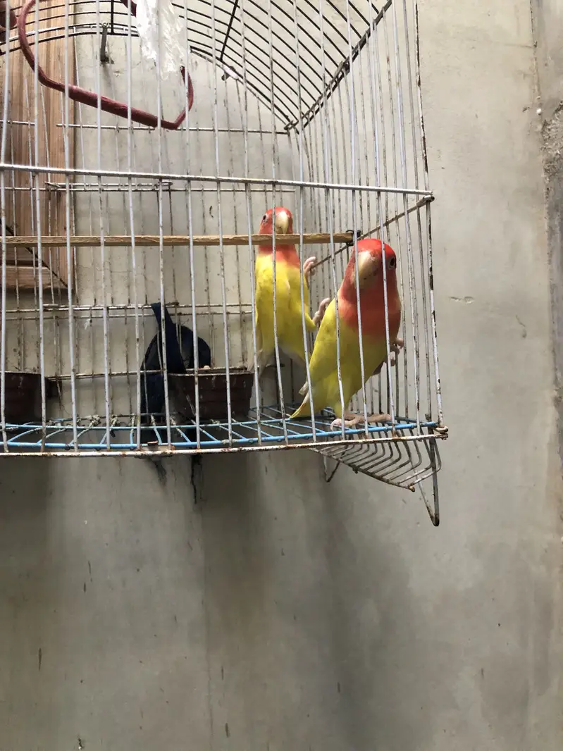 (Lutino Peach-faced Lovebird) — photo 2