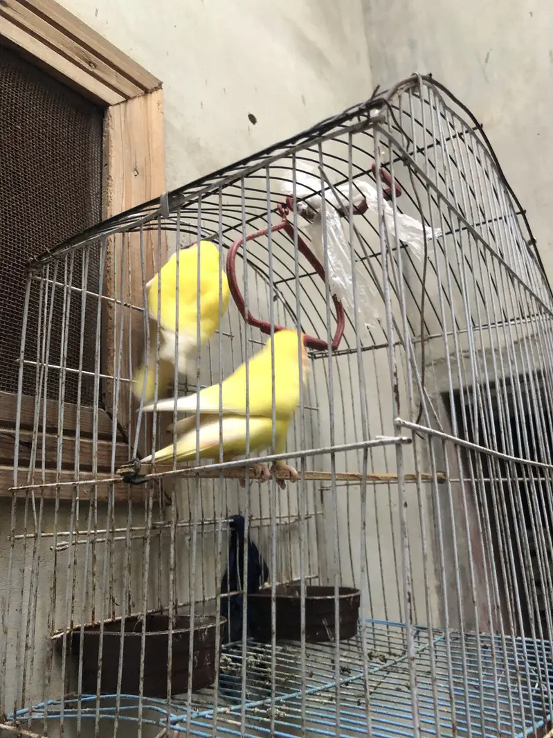 (Lutino Peach-faced Lovebird) — photo 3