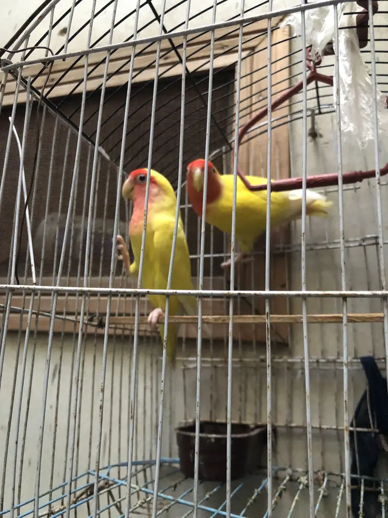 (Lutino Peach-faced Lovebird) — photo 4