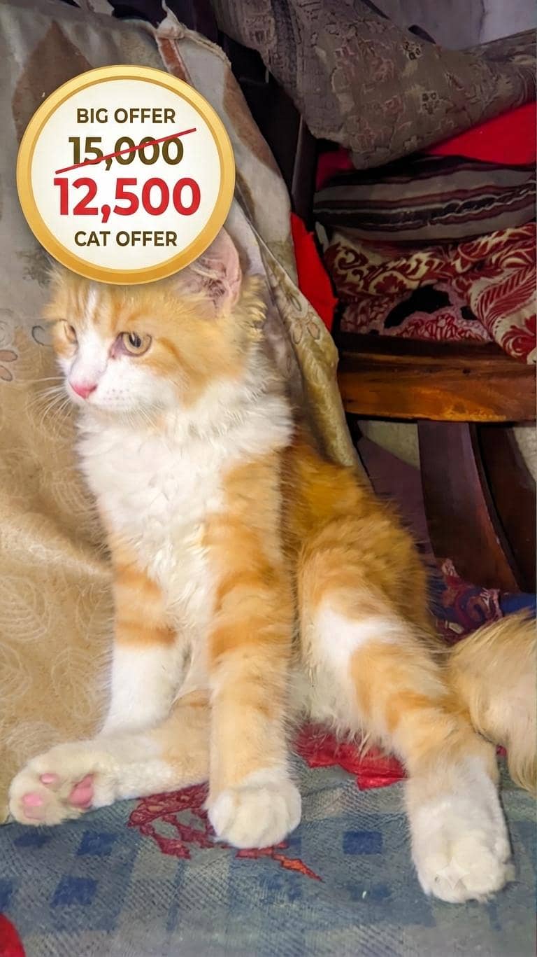 Persian cat 0