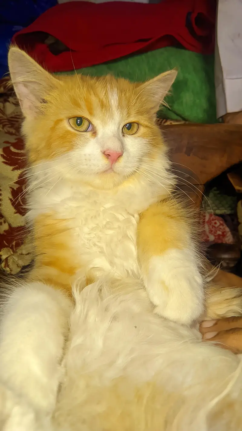 Persian cat — photo 2