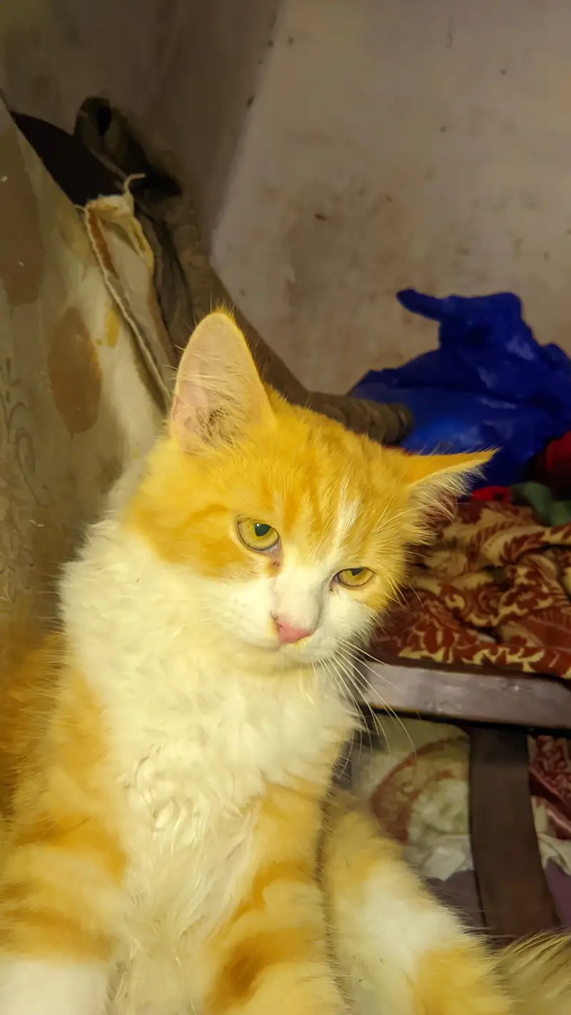 Persian cat — photo 3