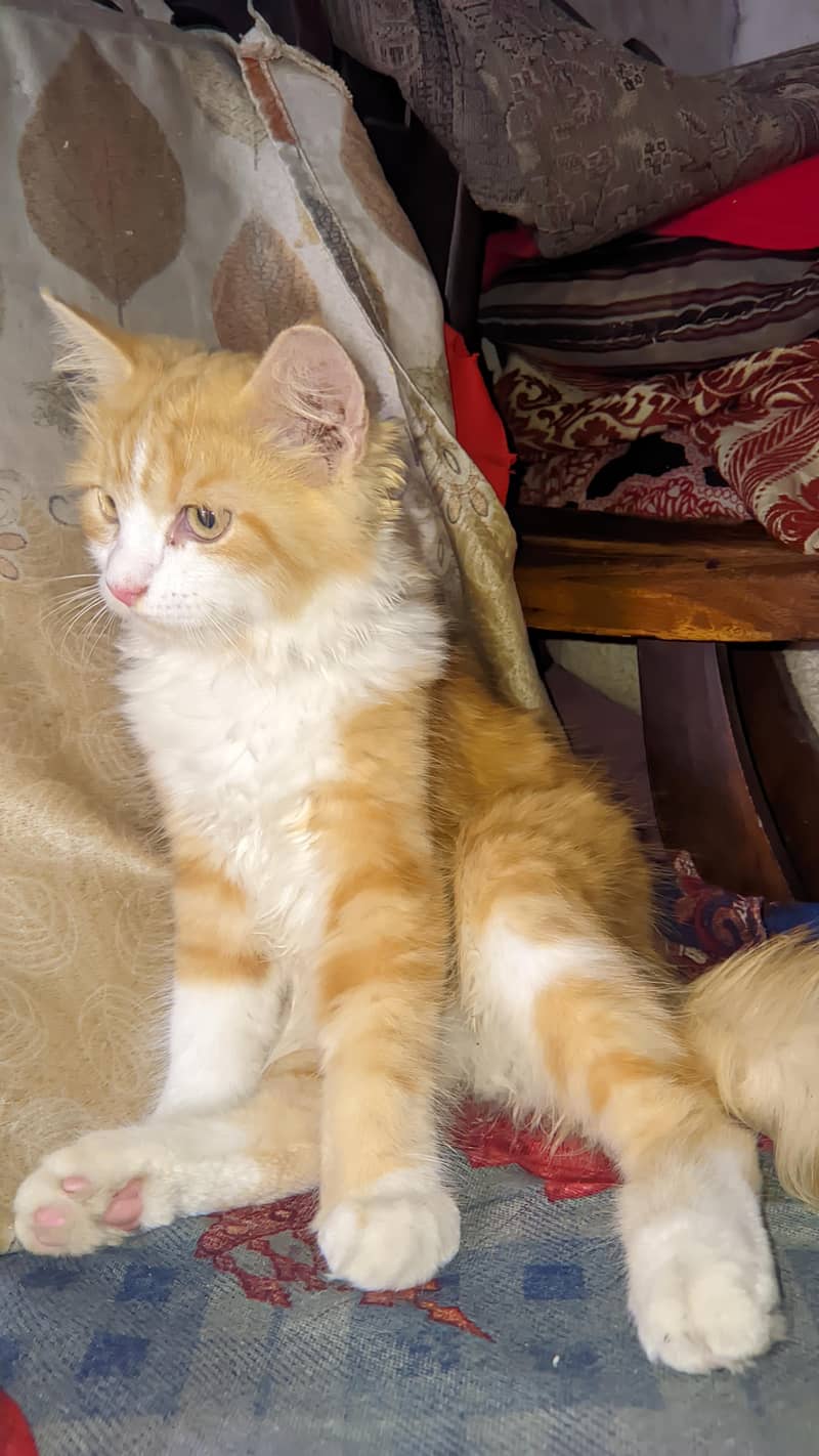 Persian cat 3