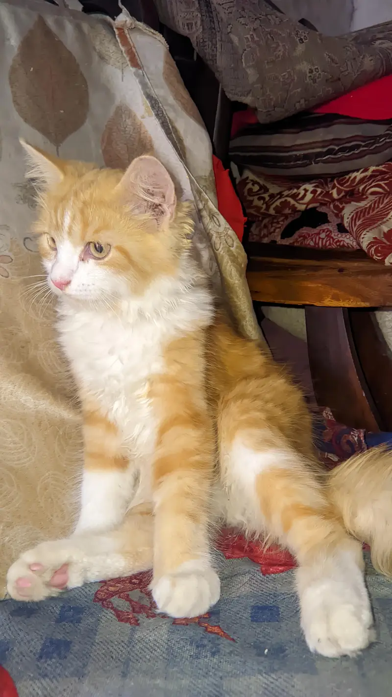 Persian cat — photo 4