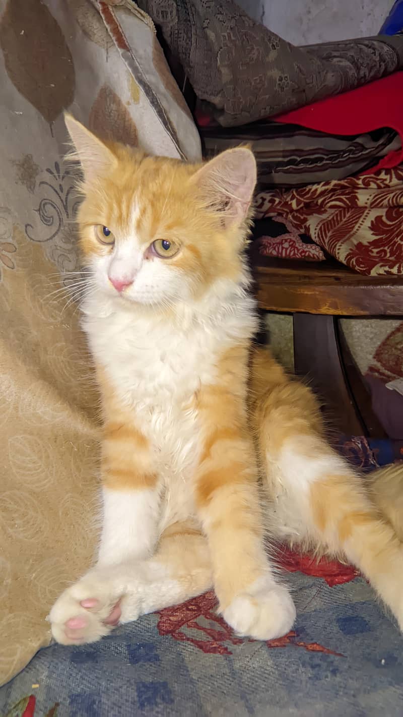 Persian cat 4