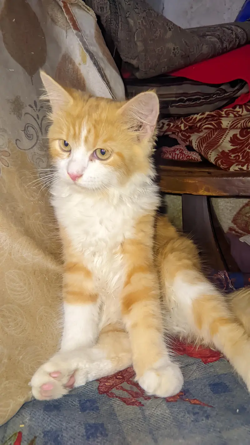 Persian cat — photo 5