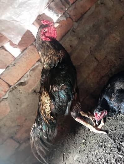 Aseel Murga + Crock Murgi Pair – Breeding Pair
