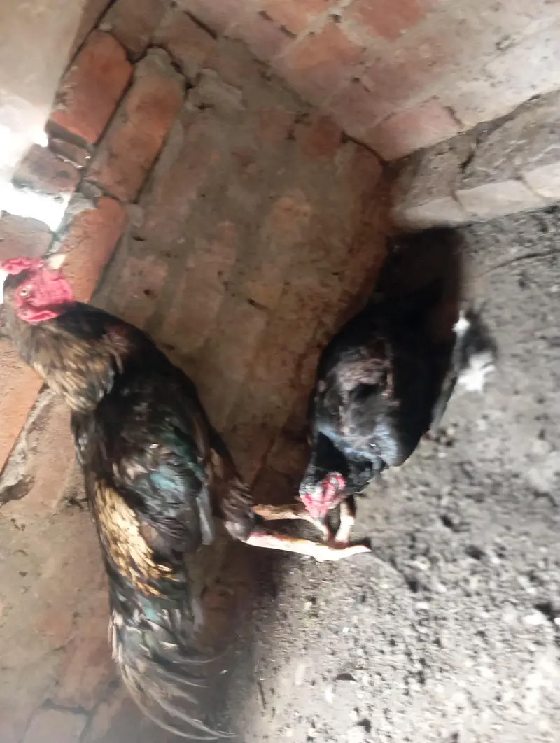 Aseel Murga + Crock Murgi Pair – Breeding Pair — photo 2