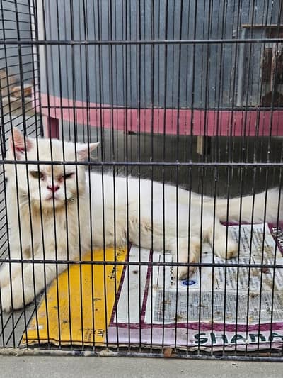 Adult female persion cat, female persion cat