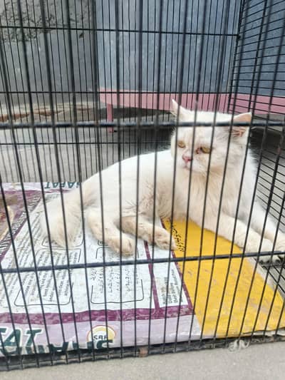 Adult female persion cat, female persion cat