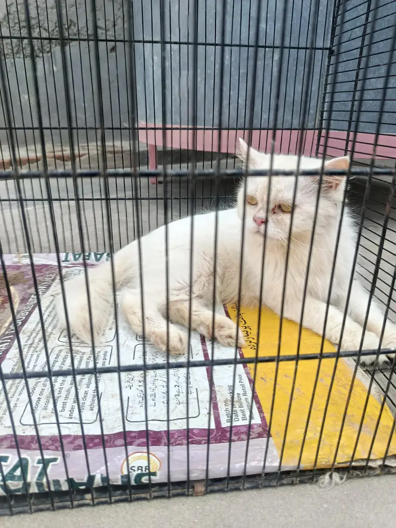 Adult female persion cat, female persion cat — photo 2
