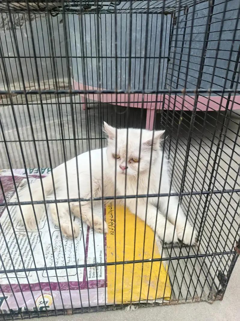 Adult female persion cat, female persion cat — photo 3