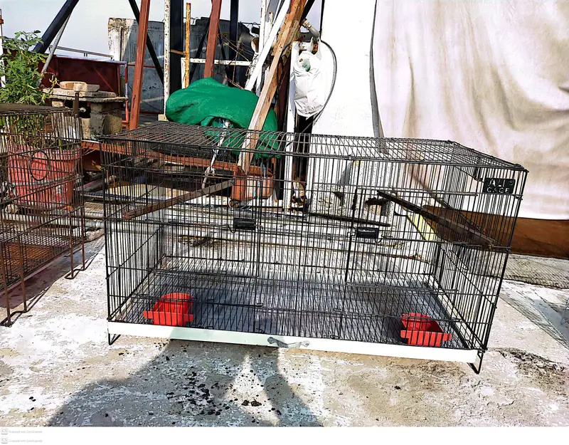 THREE CAGES FOR SALE IN RAWALPINDI — photo 5