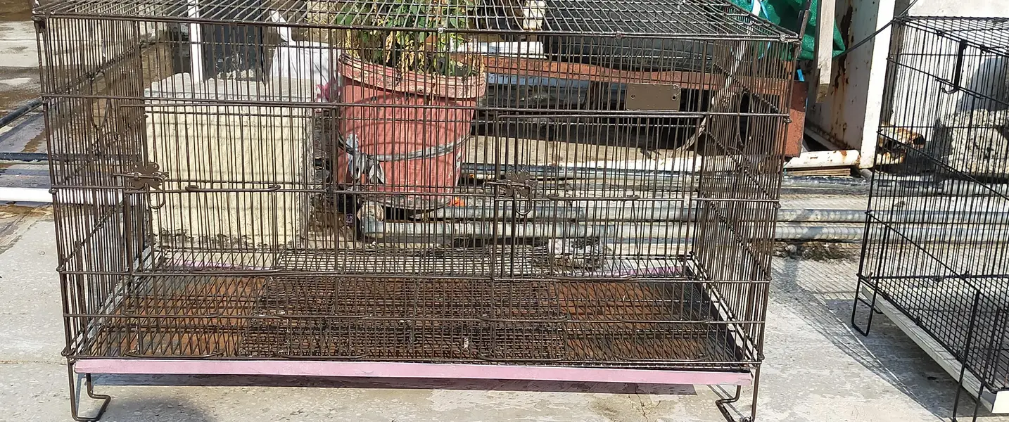 THREE CAGES FOR SALE IN RAWALPINDI — photo 12