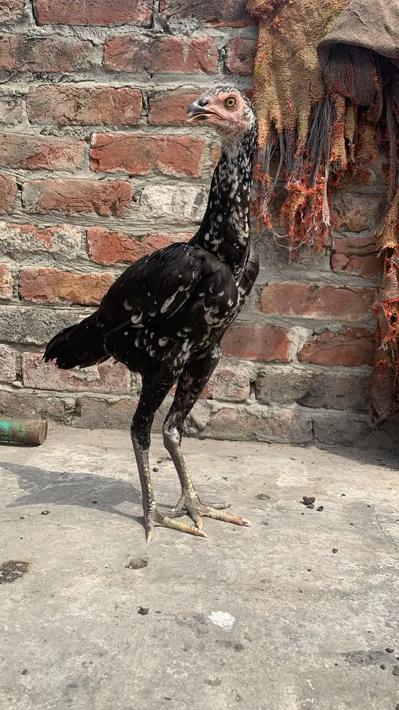 aseel murgy sure murgya — photo 2