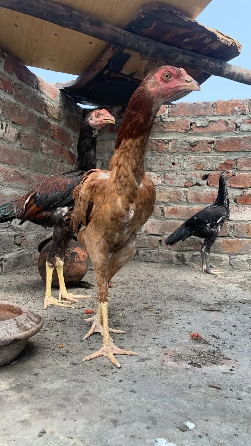 aseel murgy sure murgya — photo 3