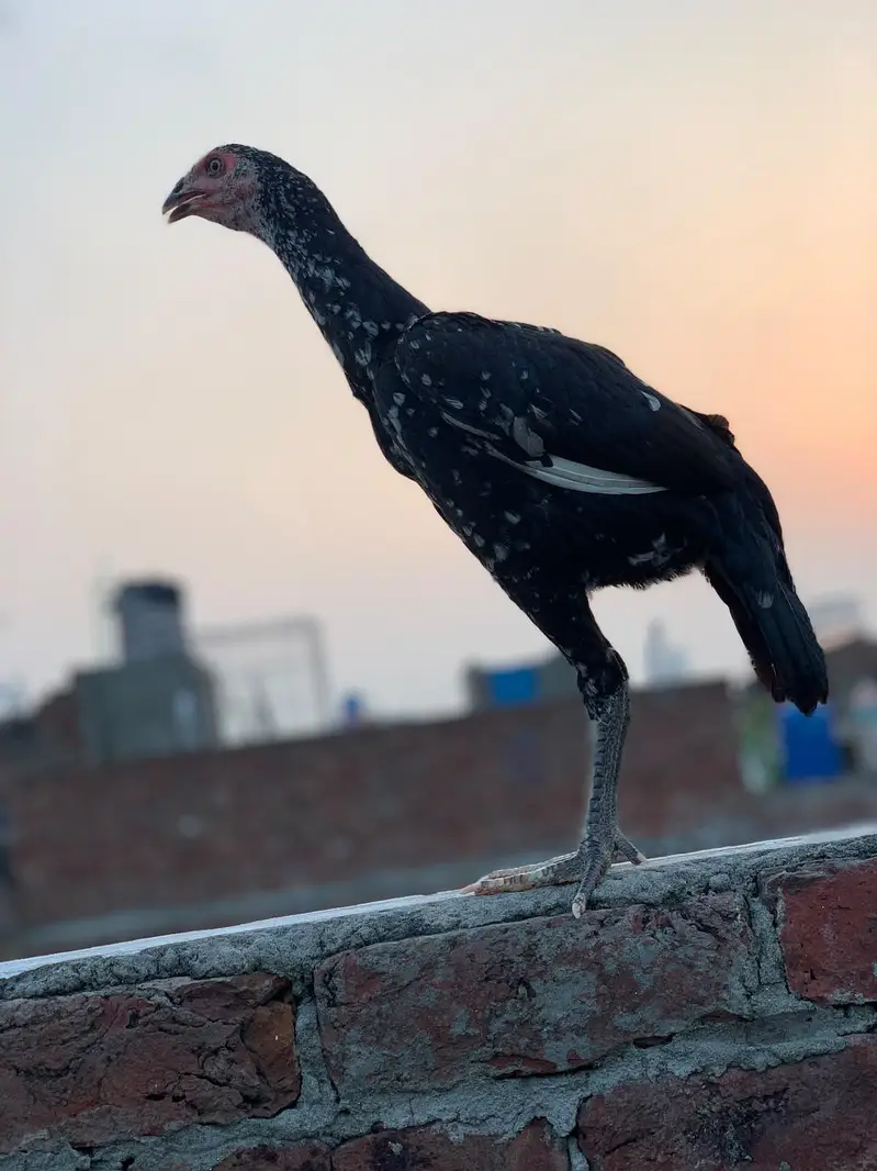 aseel murgy sure murgya — photo 4