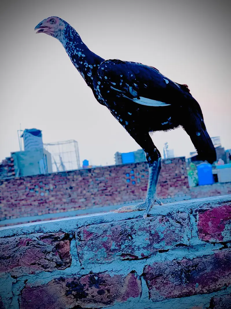 aseel murgy sure murgya — photo 5