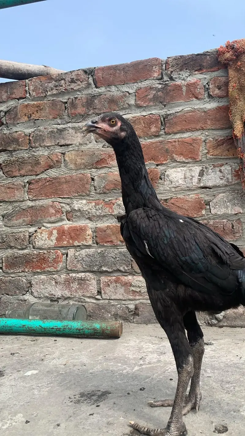 aseel murgy sure murgya — photo 6