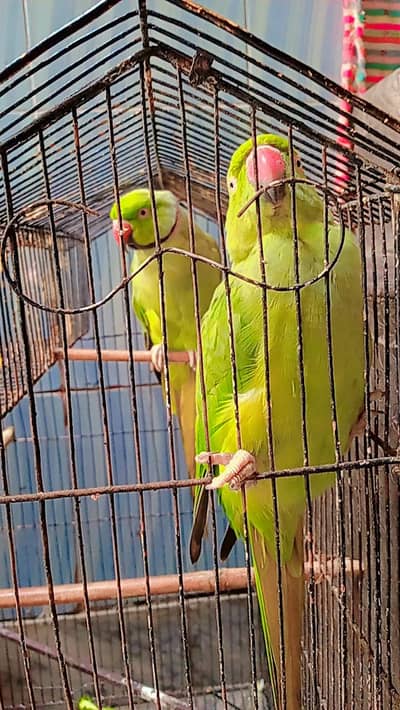 a pair of talking parrot