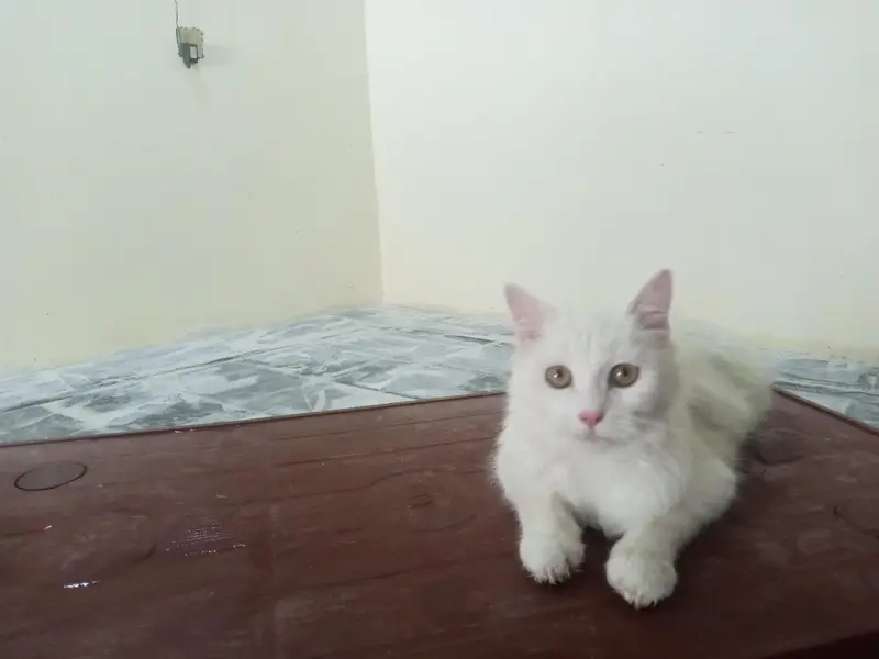 male cat