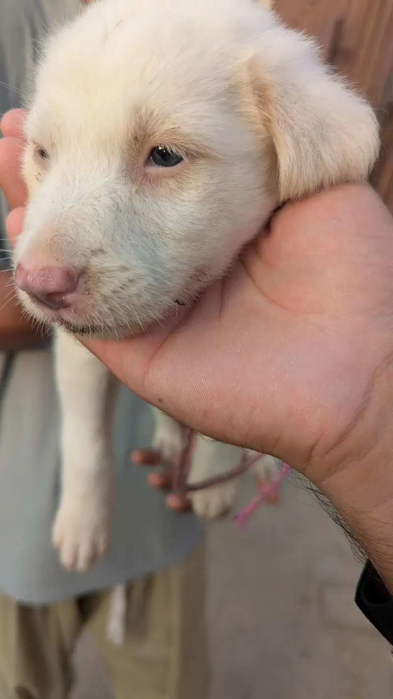 Russian cross blue eyes — photo 3