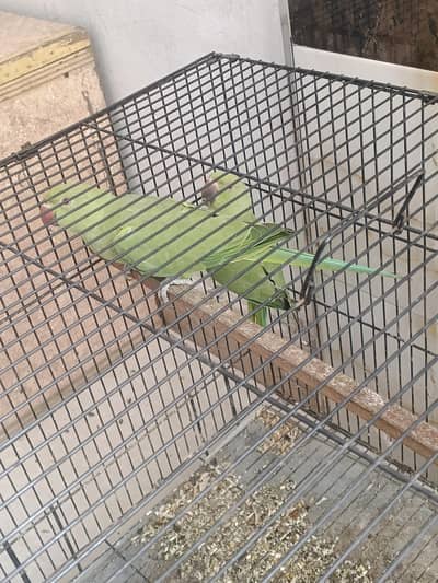 new baby