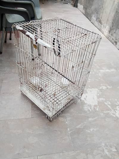 Parrot